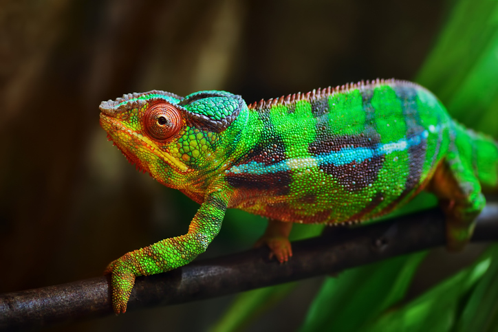Ambilobe Panther Chameleon at Nealon Reptiles.