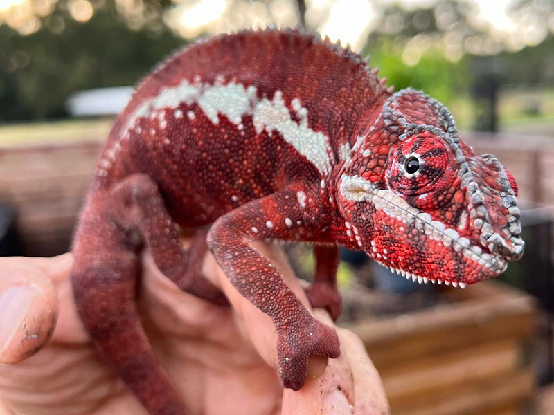 Melvin, one of the Akaramy Panther Chameleon at Nealon Reptiles