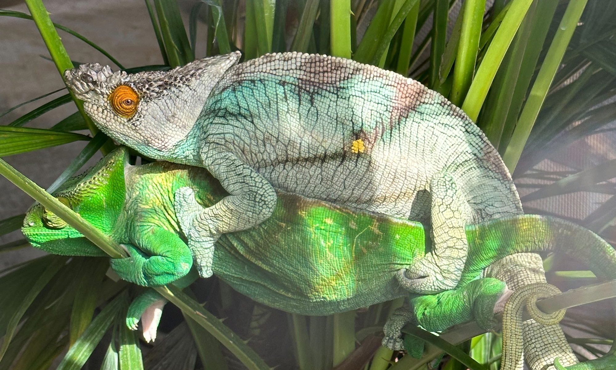 We show you had to breed Parson's Chameleons like this Orange-Eye Parson's.