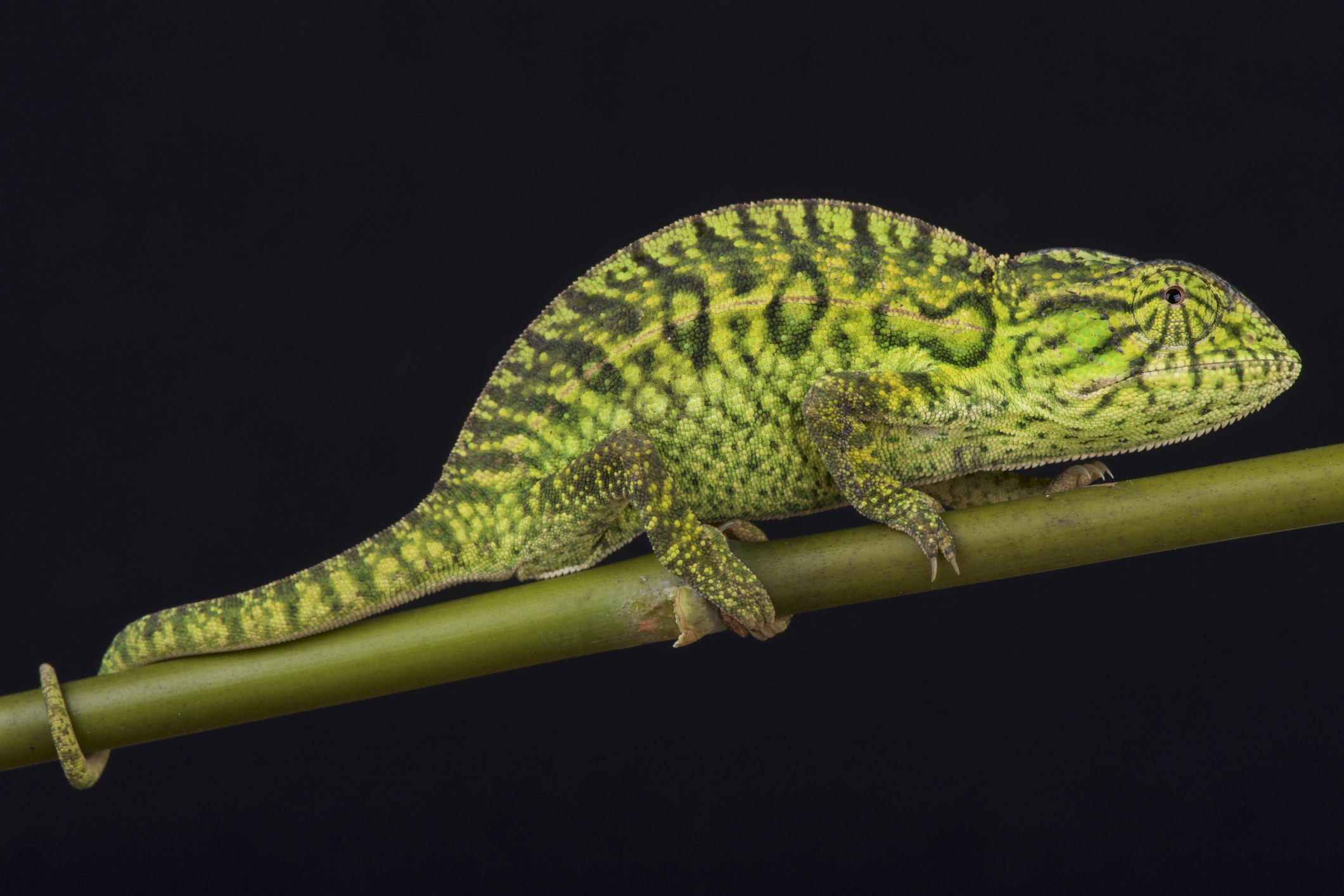 Carpet Chameleon Breeding and Husbandry