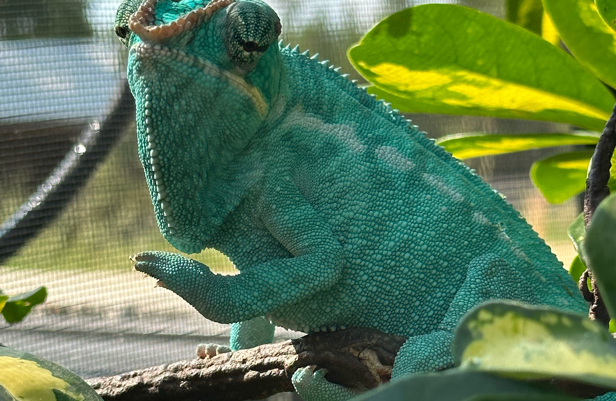 How to set up a proper Enclosure for Panther Chameleons