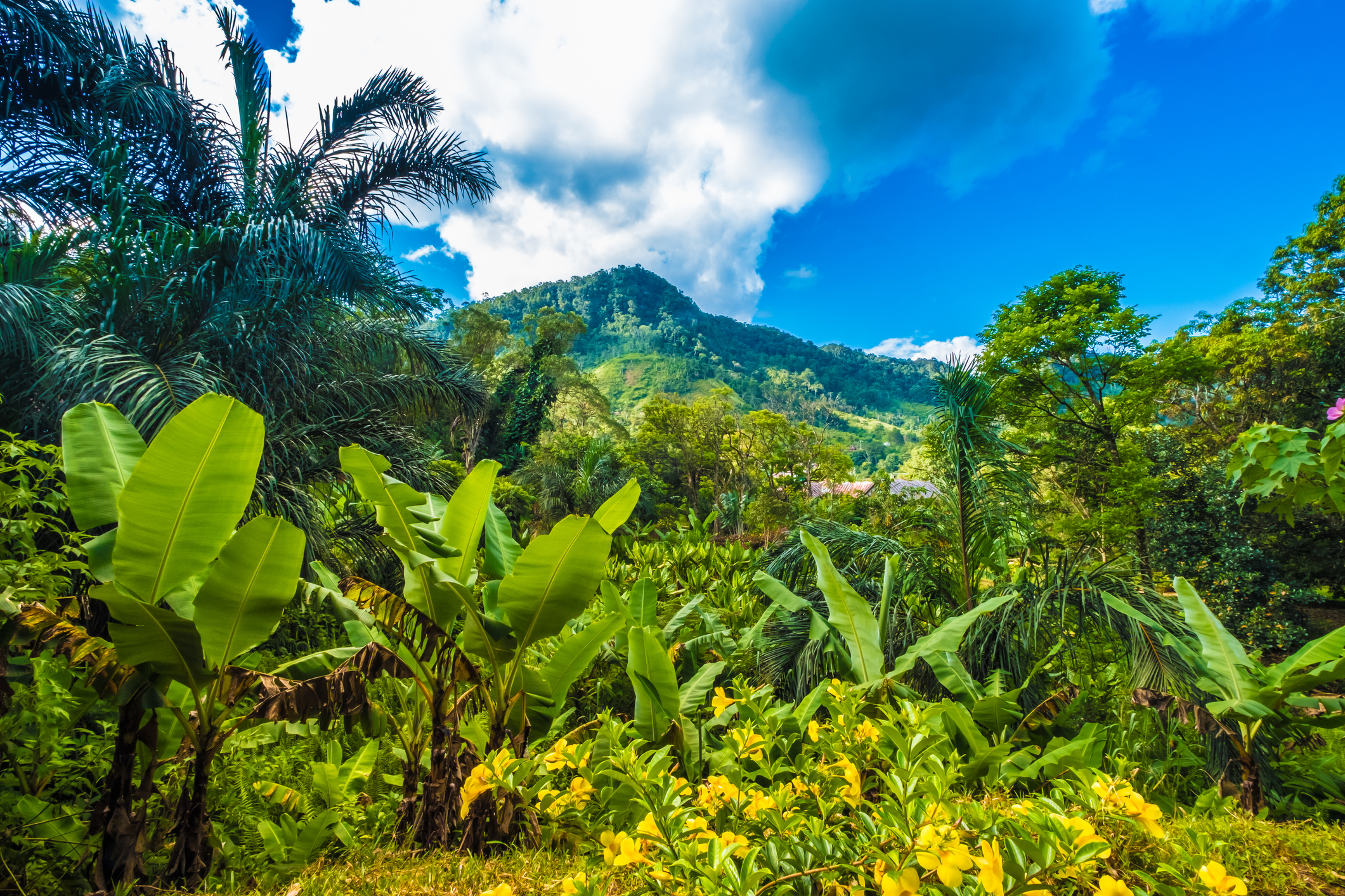 Leaf-tailed Gecko habitat in Madagascar, where temperatures and humidity play a part in wildlife's life.