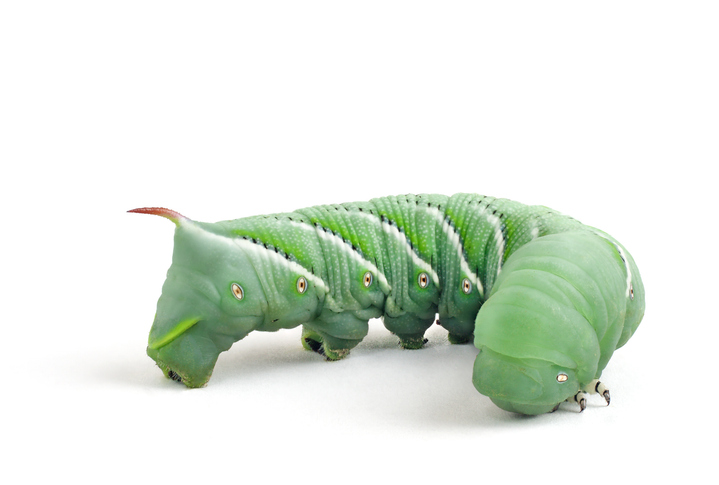 Hornworms as feeders for your pet reptiles.