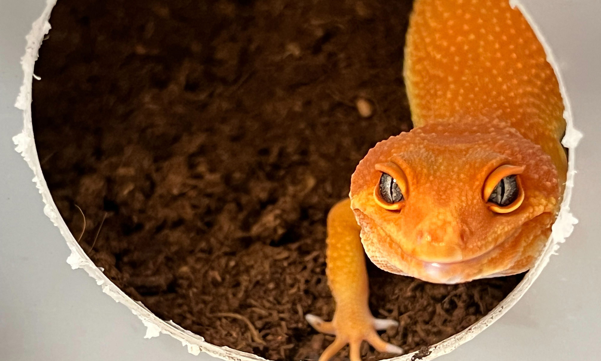 Leopard Geckos at our breeding facility