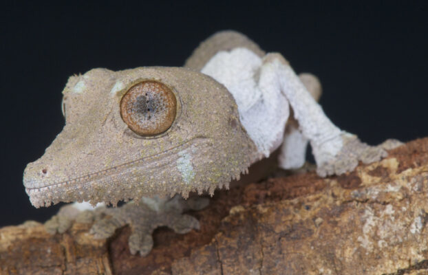 Uroplatus Breeding Season Going Strong