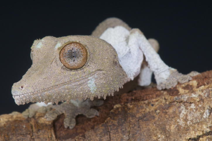 Uroplatus Breeding Season Going Strong