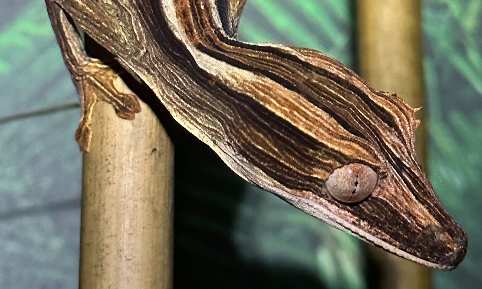 Uroplatus lineatus at Nealon Reptiles