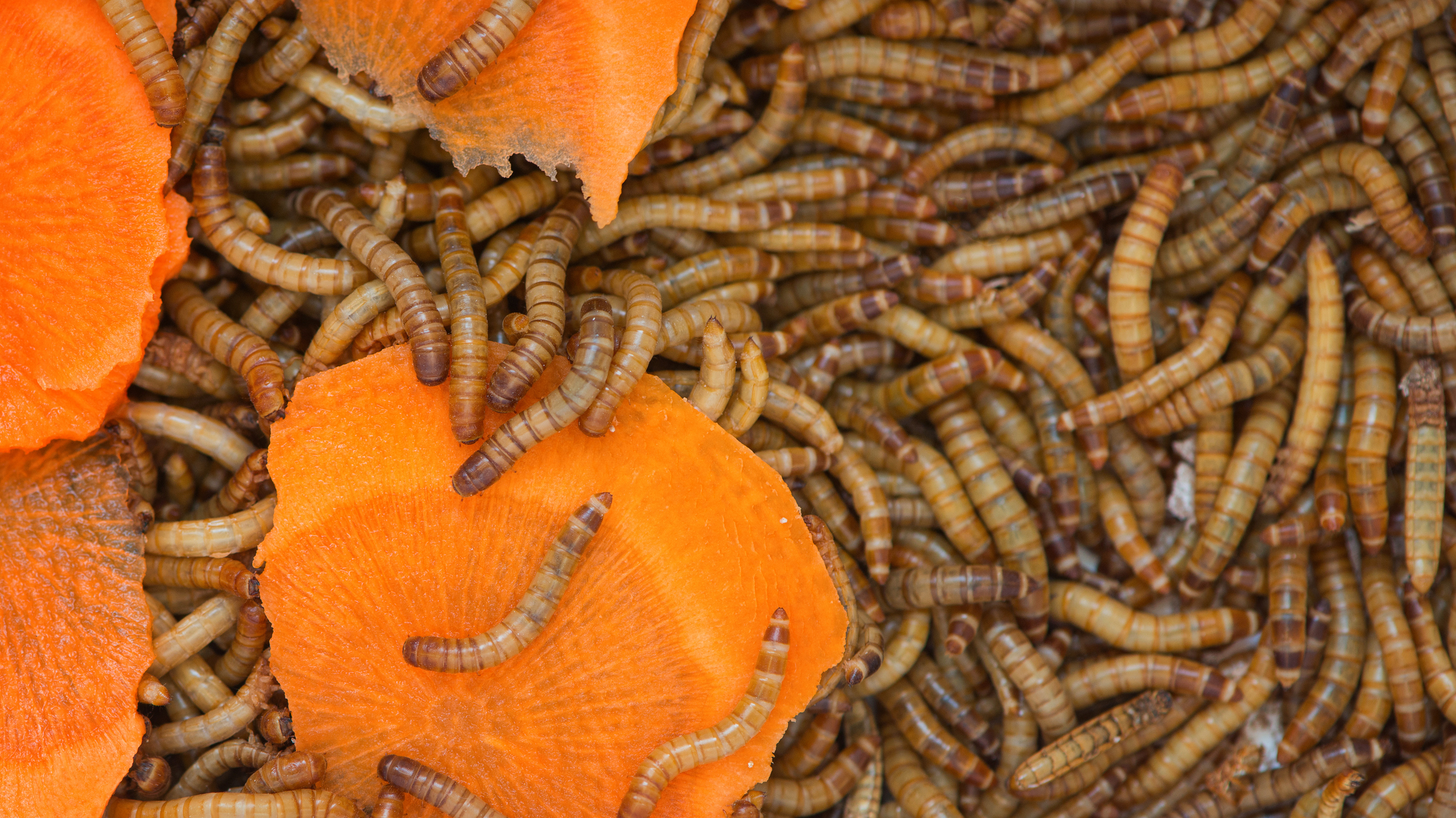 Using Mealworms for Feeder Insects