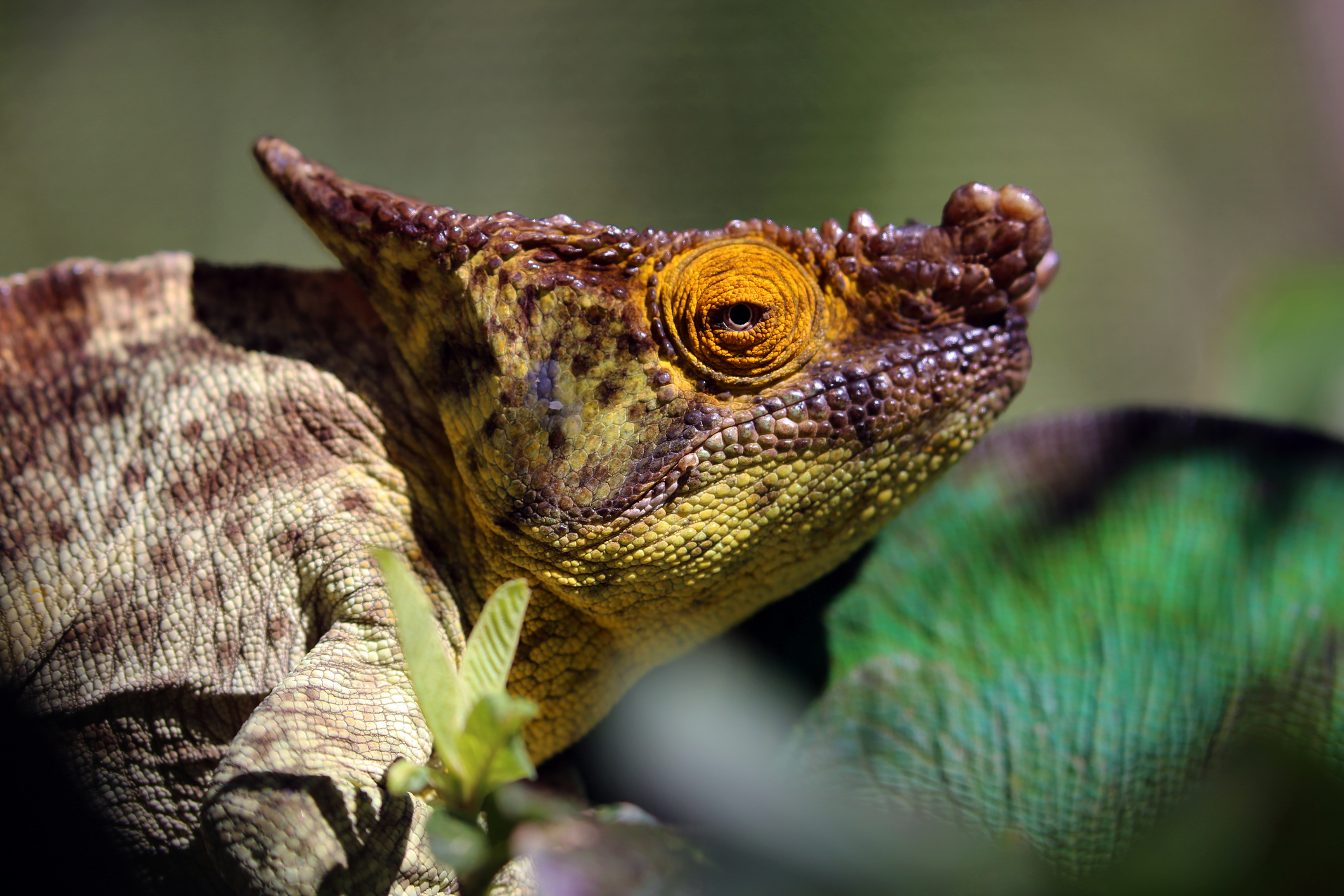 Parsons Chameleons Husbandry