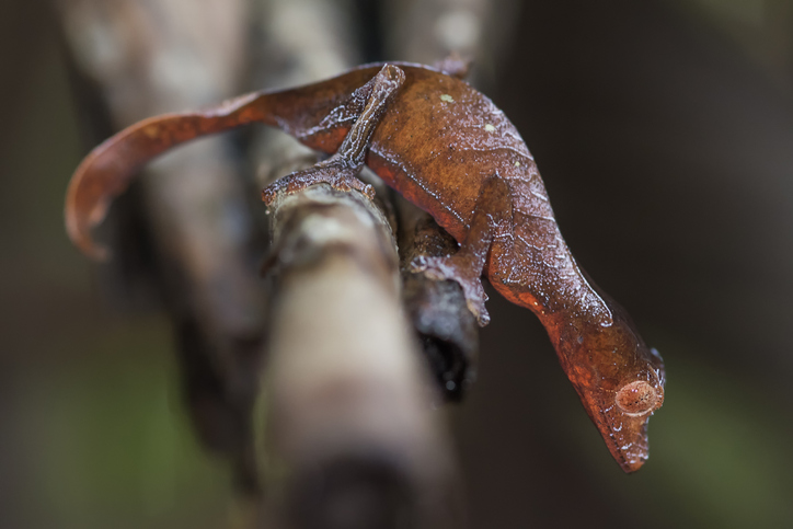 Satanic Leaf Tailed Geckos at Nealon Reptiles