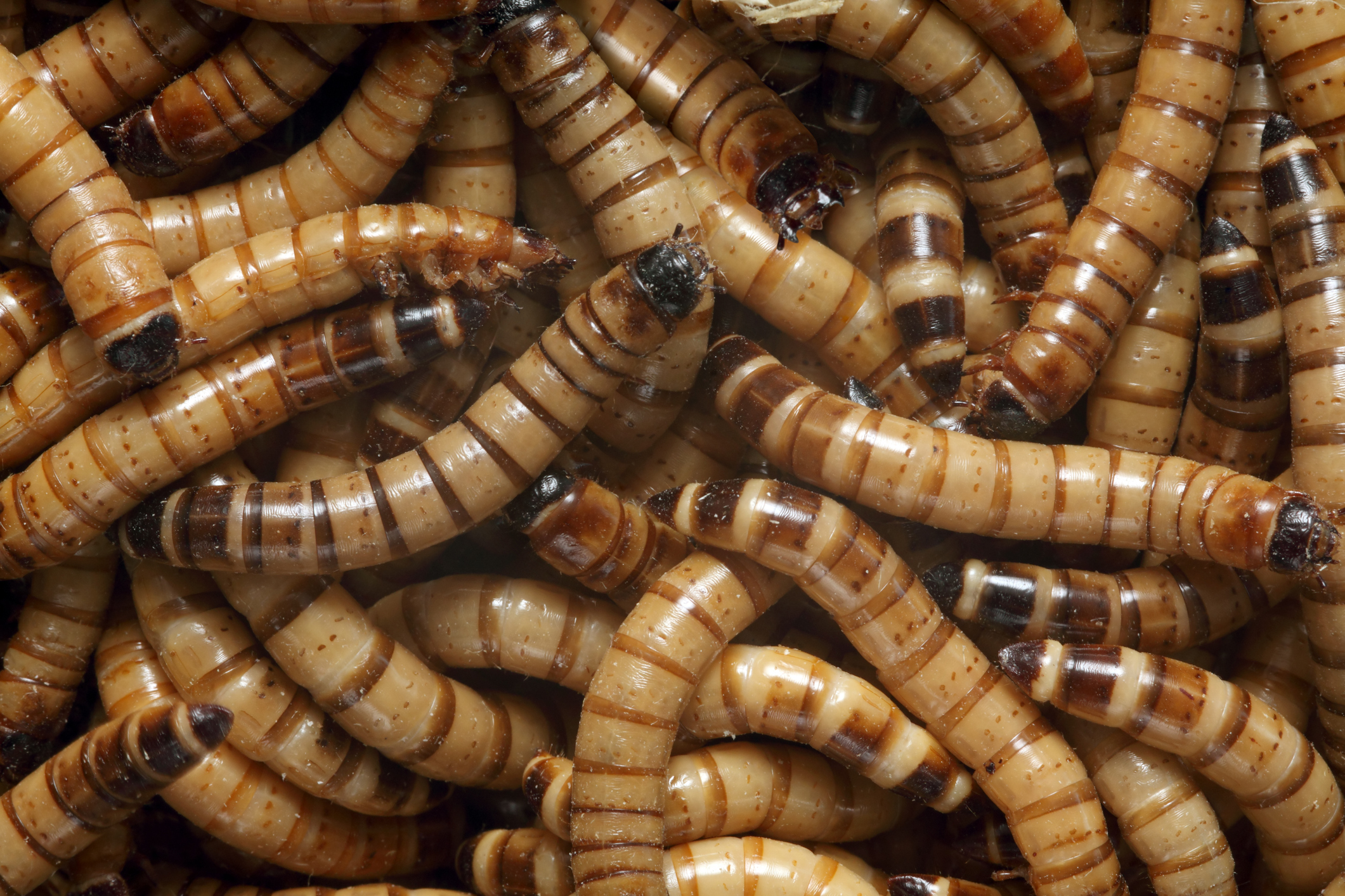 Superworms for feeders for Reptiles