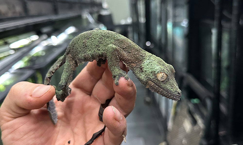 A female Uroplatus garamaso that we've bred here at Nealon Reptiles