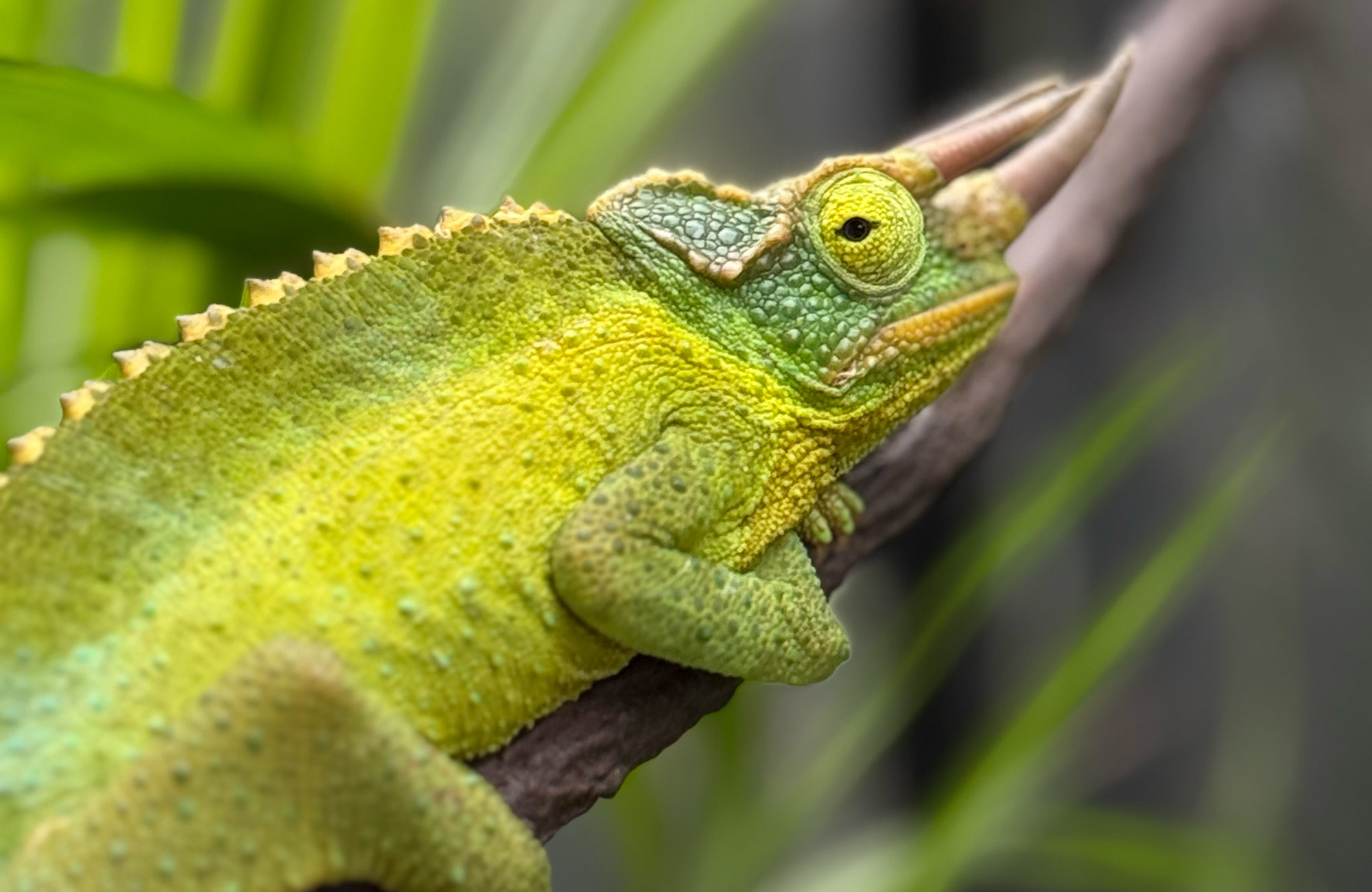 Jackson's Chameleons at Nealon Reptiles