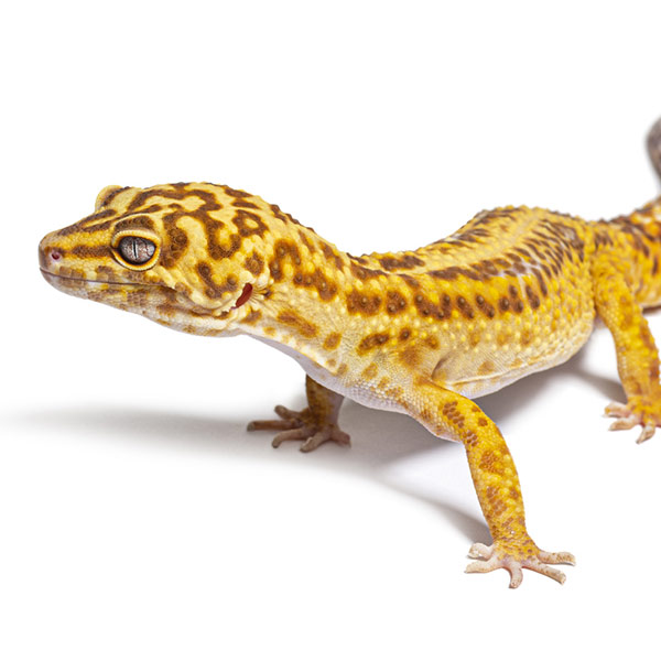 Leopard Gecko Morphs at Nealon Reptiles